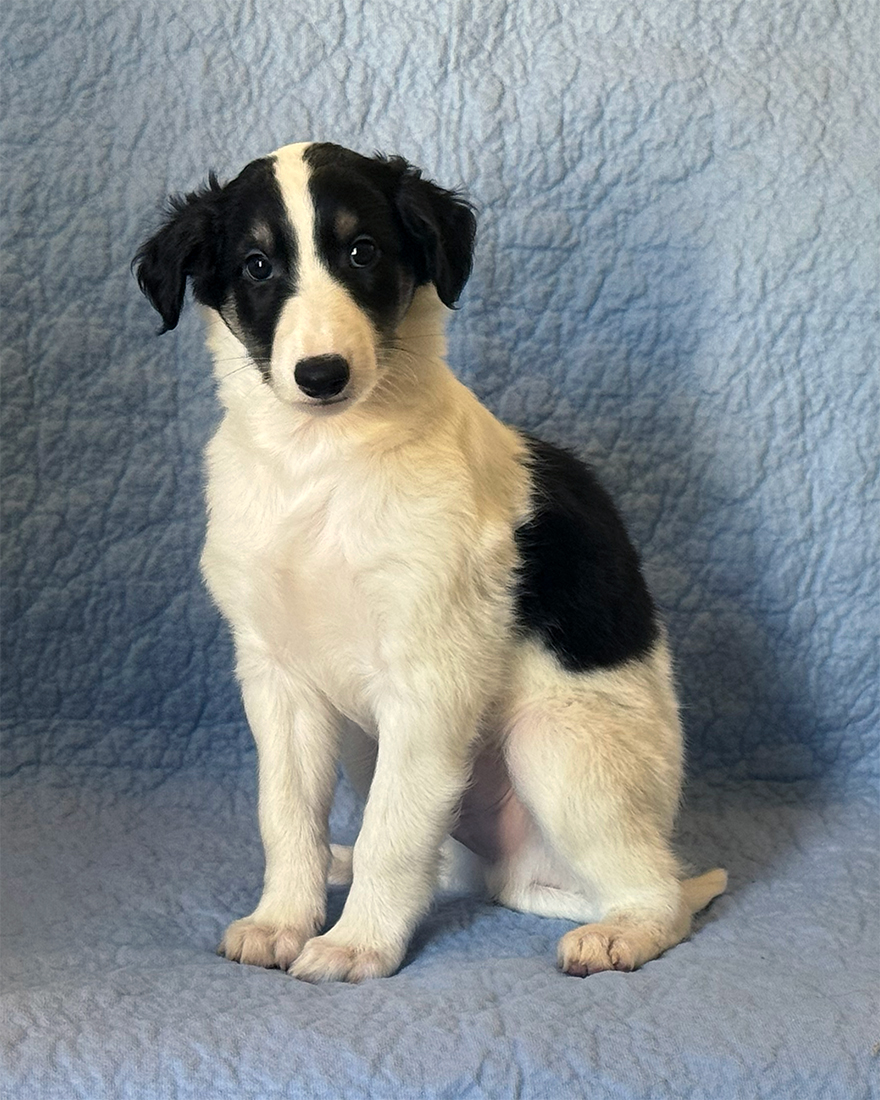 6 weeks - Presto cute